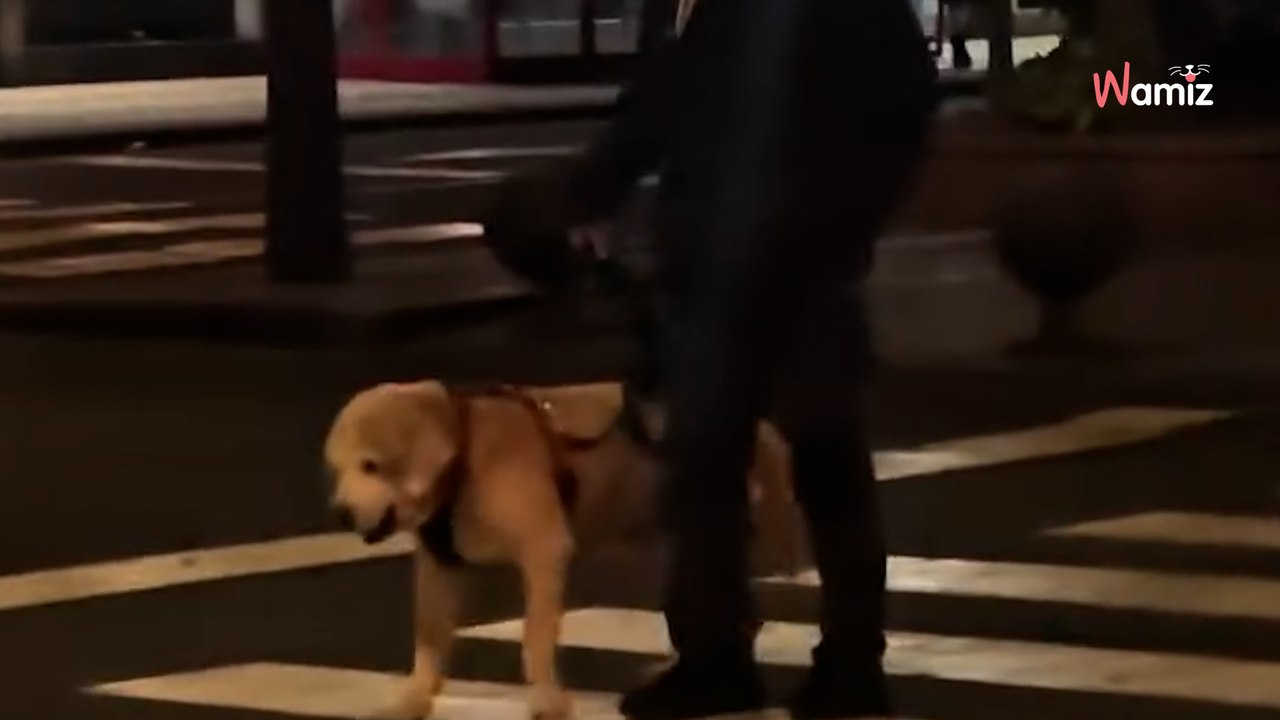 Liebe bis zum Schluss: Geste für einen altem Hund berührt 4 Millionen Herzen (Video)