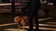 Liebe bis zum Schluss: Geste für einen altem Hund berührt 4 Millionen Herzen (Video)