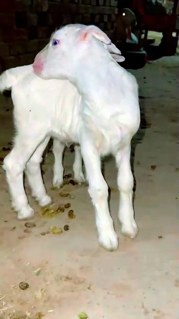 ⁣Pets life #pets #domesticanimals #beauty #viral #funnyvideos