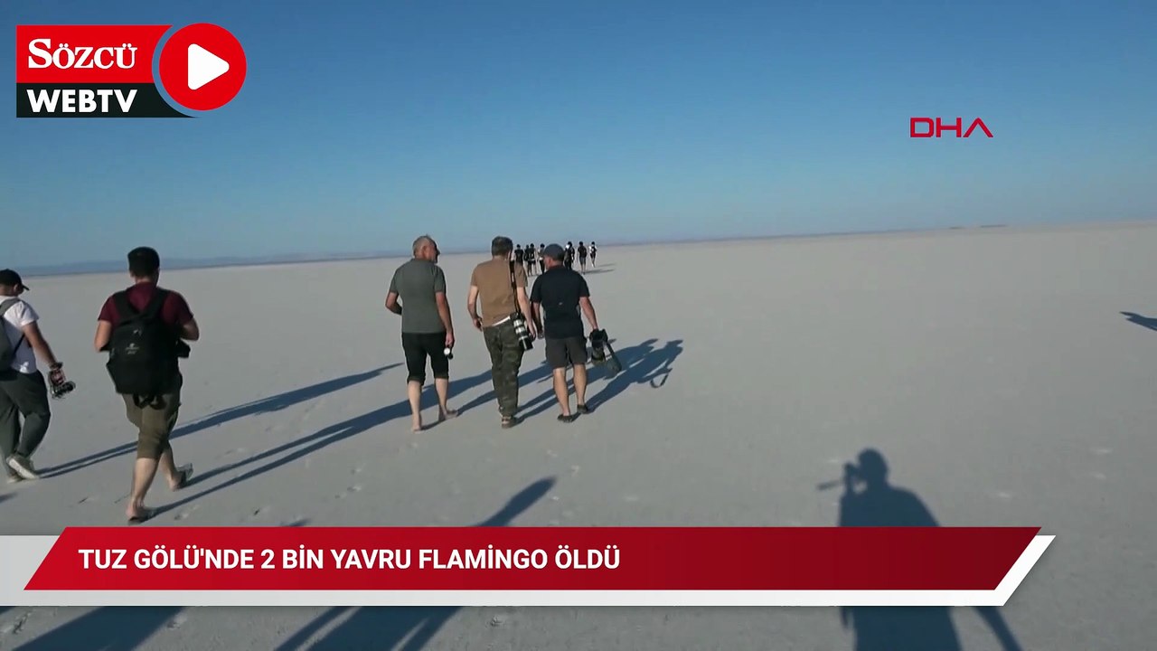 Tuz Gölü'nde 2 bin yavru flamingo öldü
