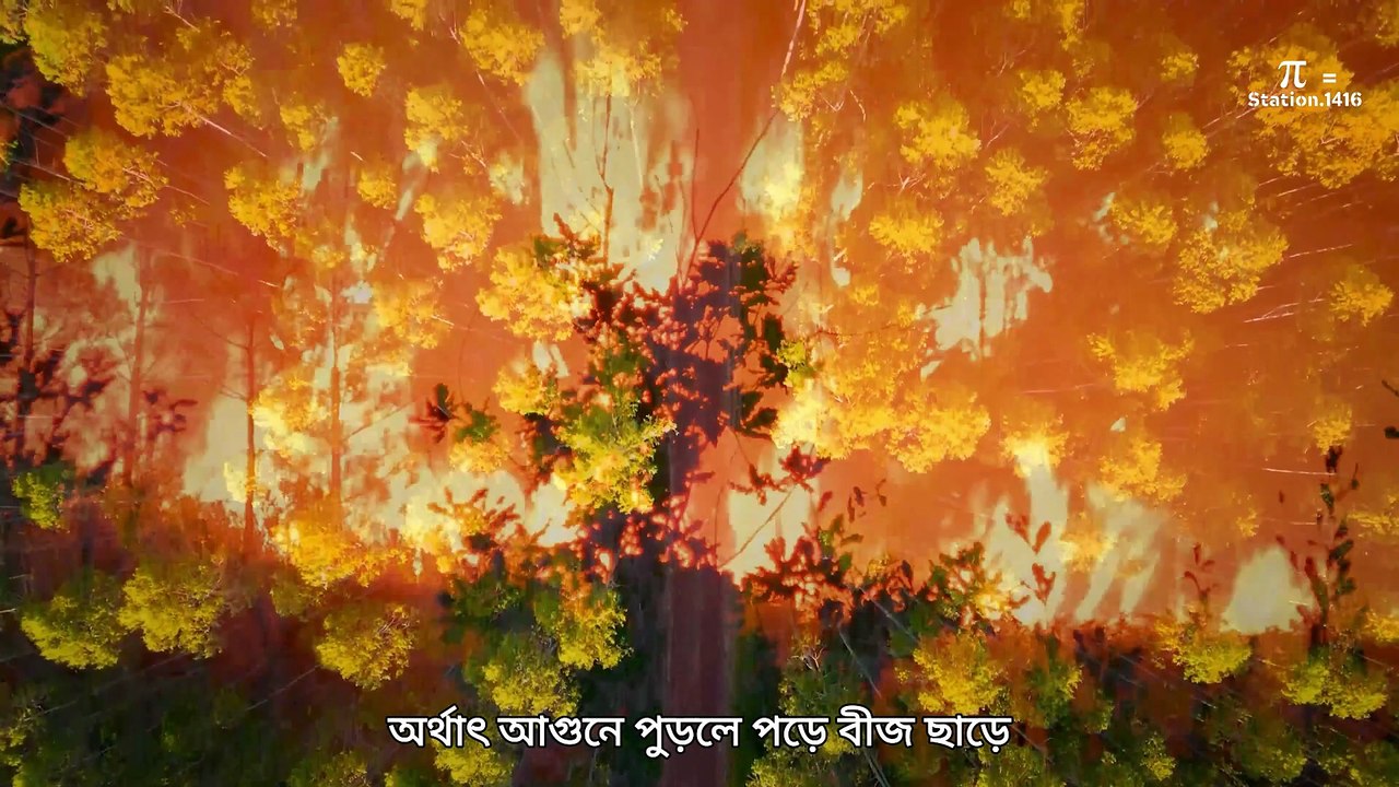 অস্ট্রেলিয়ায় রয়েছে প্রায় ১০ লাখের বেশি বন্য উট, যা সৌদি আরবের থেকেও বেশি | Station1416 | Australia