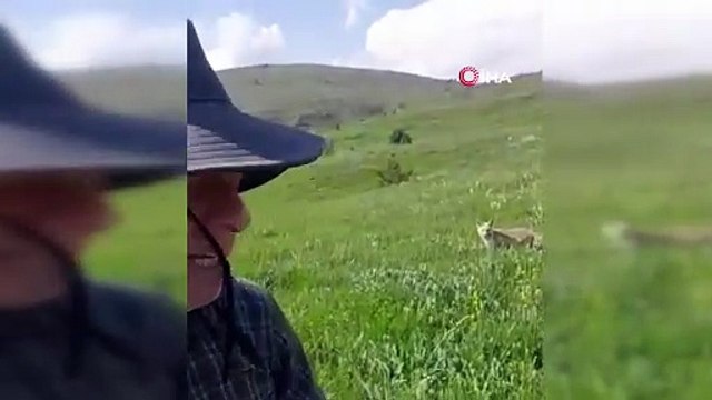 Mantar toplamaya çıktı, tilkiyle dost oldu