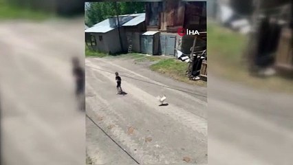 Horoz şakayı sevmedi! Küçük çocuğa unutulmaz ders