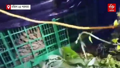 ছাগলের টোপ দিতেই খাঁচায় ঢুকল বাঘ, দেখুন ভিডিয়ো