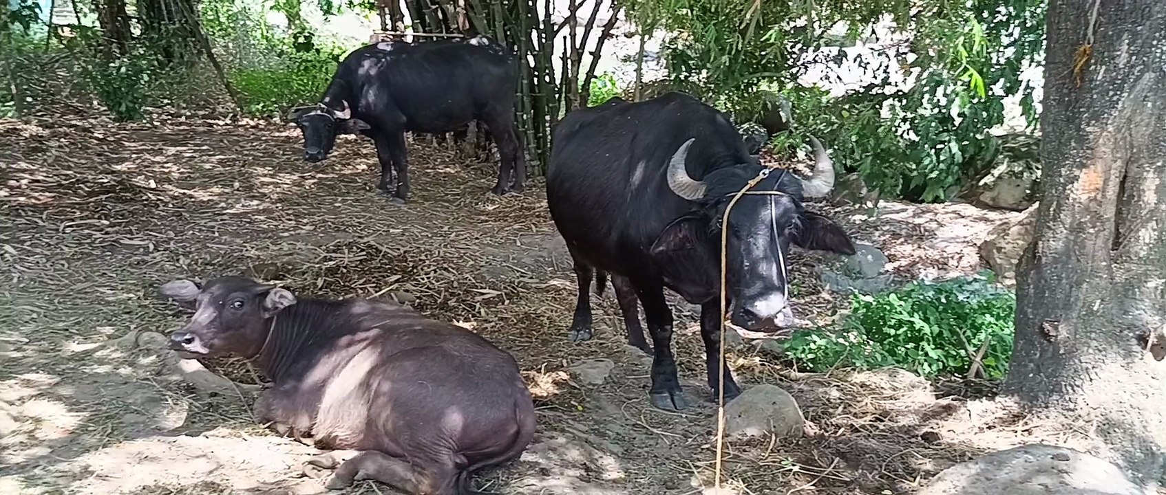 At The Farm