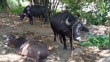 At The Farm