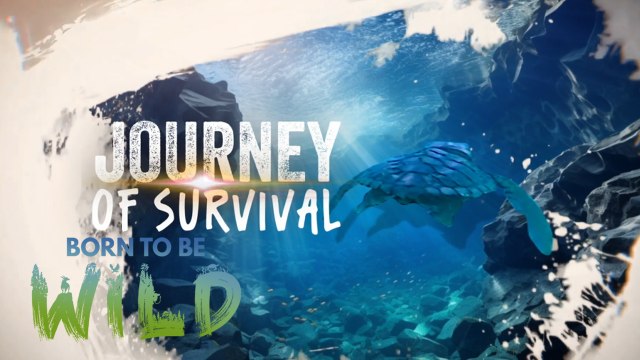 Isang pawikan sa Davao City, dumumi ng plastik?! | Born to be Wild