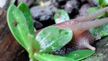 SNAIL WALKING ON ROCK WITH RELAXING MUSIC
