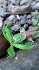 SNAIL WALKING ON ROCK WITH RELAXING MUSIC