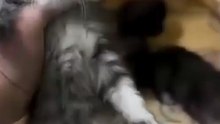 مقارنه بين الشباب والبنات في اختيار اسماء القطط
