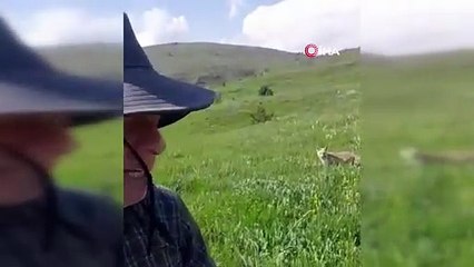 Doğada rastladı, gönülleri fethetti! Tilkiyle kurulan dostluk şaşırttı