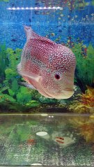 Flowerhorn Fish