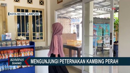 Keseruan Mengunjungi Peternakan Kambing Perah di Kota Metro Lampung