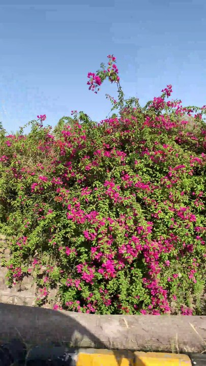 Flowers are red