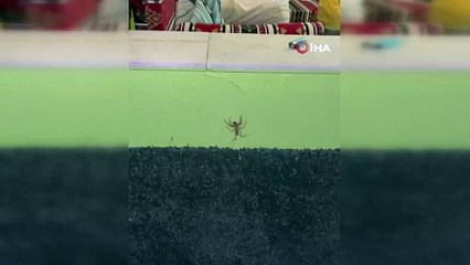 Havaların ısınmasıyla ortaya çıktı! Çok zehirli