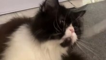 POV: pelihara kucing dapat apa aja?🤔🤔