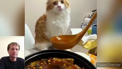 Hilarious Cats Reaction On Sniffing Things