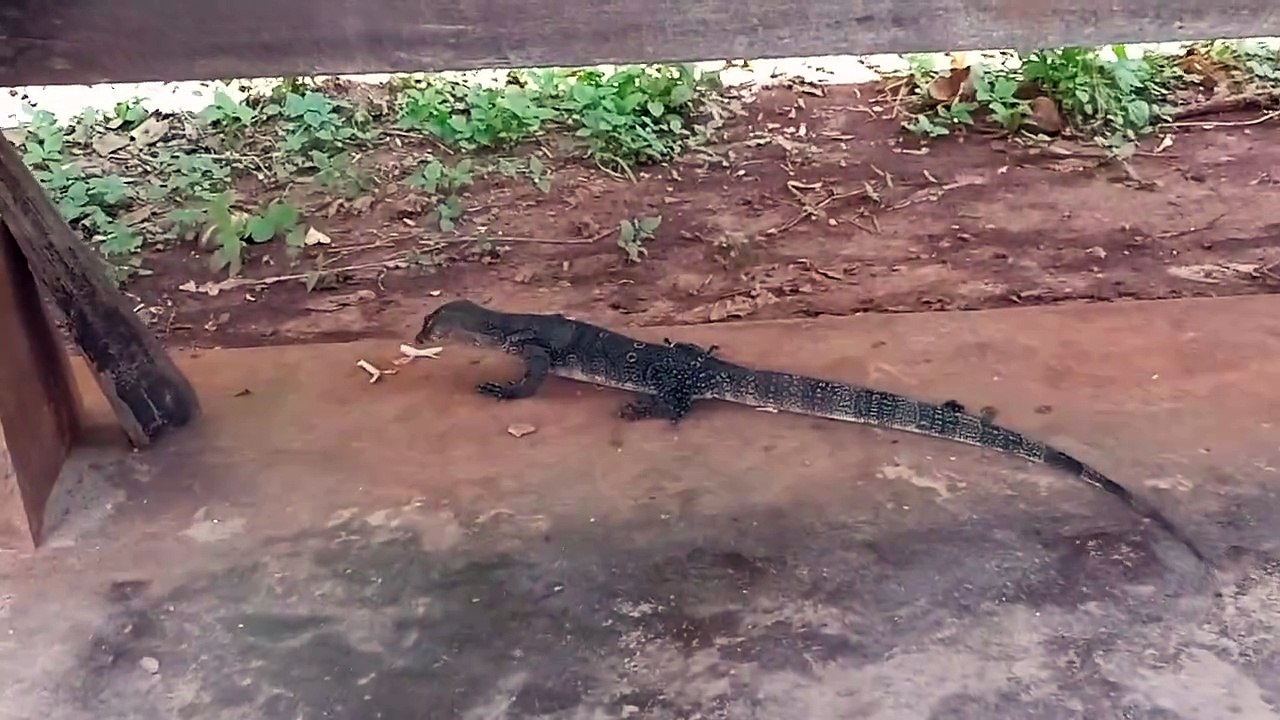 Jaw-Dropping_ Crab Meat Disappears in Lizard's Stomach