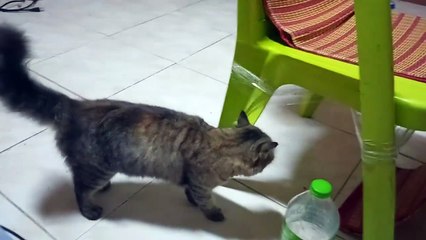 MY Neighbors Cat Thinks It Owns My House_