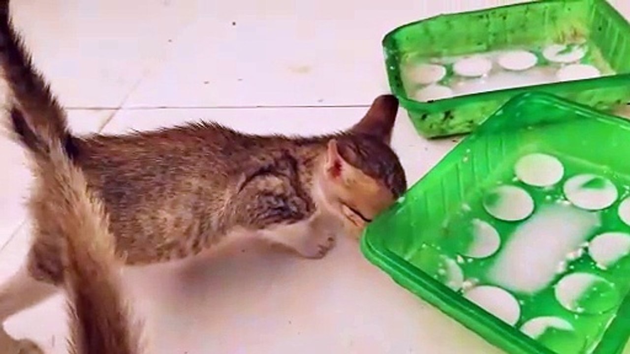 Nursing Cat Has Kittens Drink Milk from a Plate