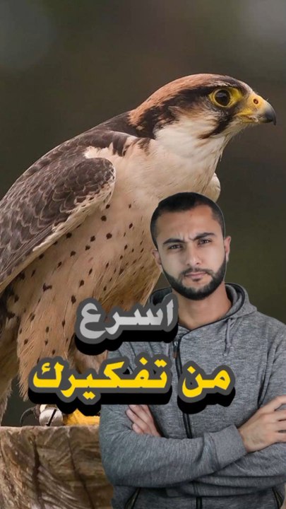 تفتكر لو طلعلك صقر شاهين فجأة.. تعمل إيه؟! 😰🦅https://psce.pw/7qqqgs#النواة #صقر#صقر_الشاهين #Alnawa #dubai🇦🇪 #dubailife #Falco #Falco_peregrinus #trending #travel #nature #wildlife