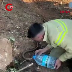 Orman personeli, yangından etkilenen oluklu kertenkeleyi su vererek serinletti