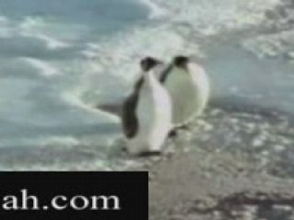 Face of Death - This Is Why Penguins Are Assholes