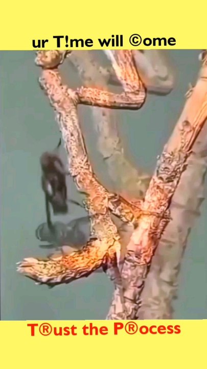 #mantis #sn2sg #cryptic #sunnight #camouflage #wild #animals #insects #sunnightmusic #sunnightjazz #lovethatsdeath #sunnightpop #sun8 #sunnightblues  #sun8ms #sun8sg #camouflage #attack #flies #nature #wildlife #bark #wood #prayingmantis #prey #chase