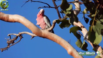 Cute Galah - Pink and Grey cockatoo