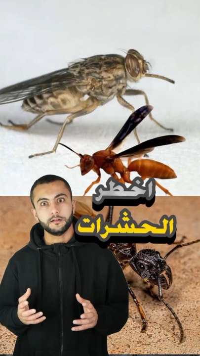 أخطر 3 حشرات قاتلة.. لدغتها أسوأ من الموت! 🕷️🔥https://psce.pw/7qr5vw#النواة #نملة_الرصاصة #دبور_المحارب #ذبابة_التسي_تسي#Alnawa #dubai🇦🇪 #dubailife #Paraponera_clavata #Brachygastra #Glossina #trending #travel #nature #wildlife