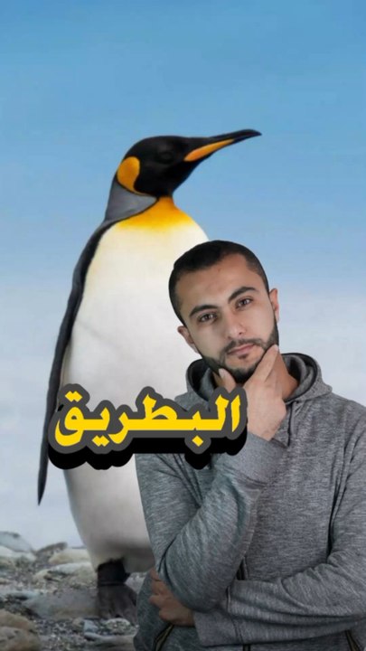 🦢 طائر لا يطير أبدًا – لكن سبّاح محترف؟https://psce.pw/7qrb6c#النواة #البطريق#Alnawa #dubai🇦🇪 #dubailife #Spheniscidae #trending #travel #nature #wildlife