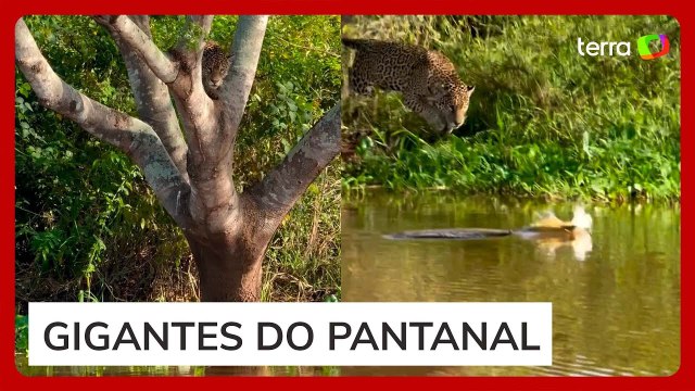 Biólogo flagra momento exato em que onça ataca jacaré em rio de MT