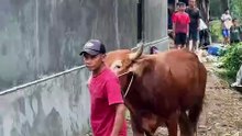 MENYAPA PETERNAK KAMBING LOKAL DI HARI RAYA KURBAN YANG PENUH MAKNA