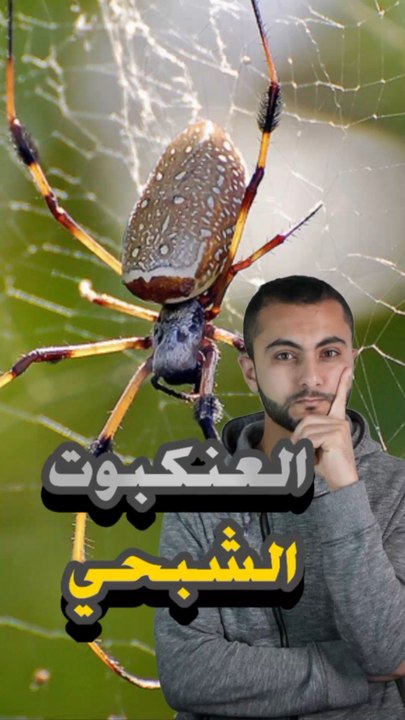 🎯 حيوان يصطاد بفخاخ هندسيةhttps://psce.pw/7qrgu2#النواة #العنكبوت_الشبحي#Alnawa #dubai🇦🇪 #dubailife #Gwen_Stacy #Ghost_Spider #trending #travel #nature #wildlife