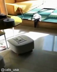 Compilation de Bébés Chats Trop Mignons_1749889294