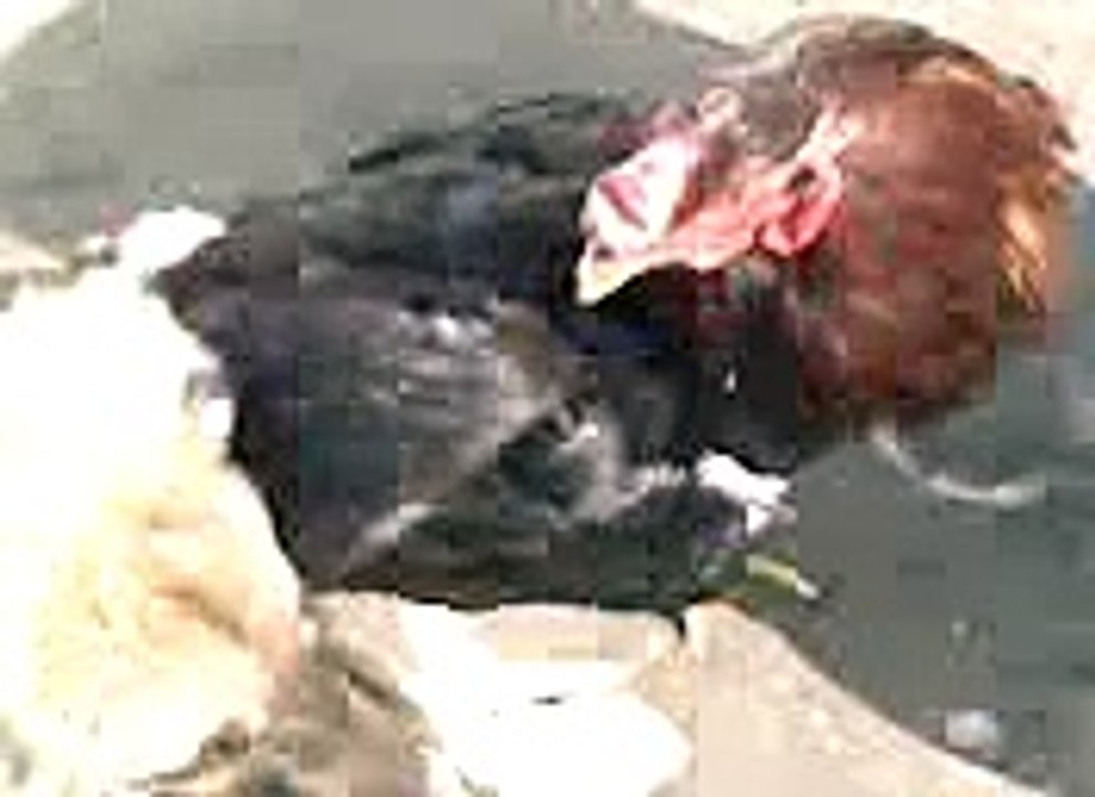Dog vs cock