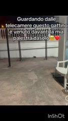 agozzino Alfredo il nuovo arrivo lucky