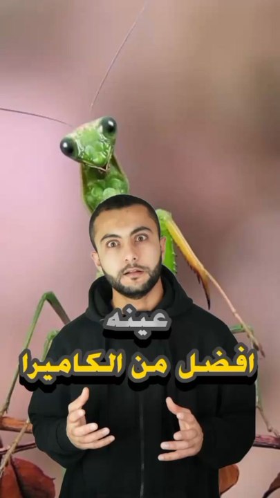 📸 عيونه فيها عدسات أقوى من كاميرات البشر؟https://psce.pw/7qrqdw#النواة #السرطان_السرعوف#Alnawa #dubai🇦🇪 #dubailife #Odontodactylus_scyllarus #trending #travel #nature #wildlife