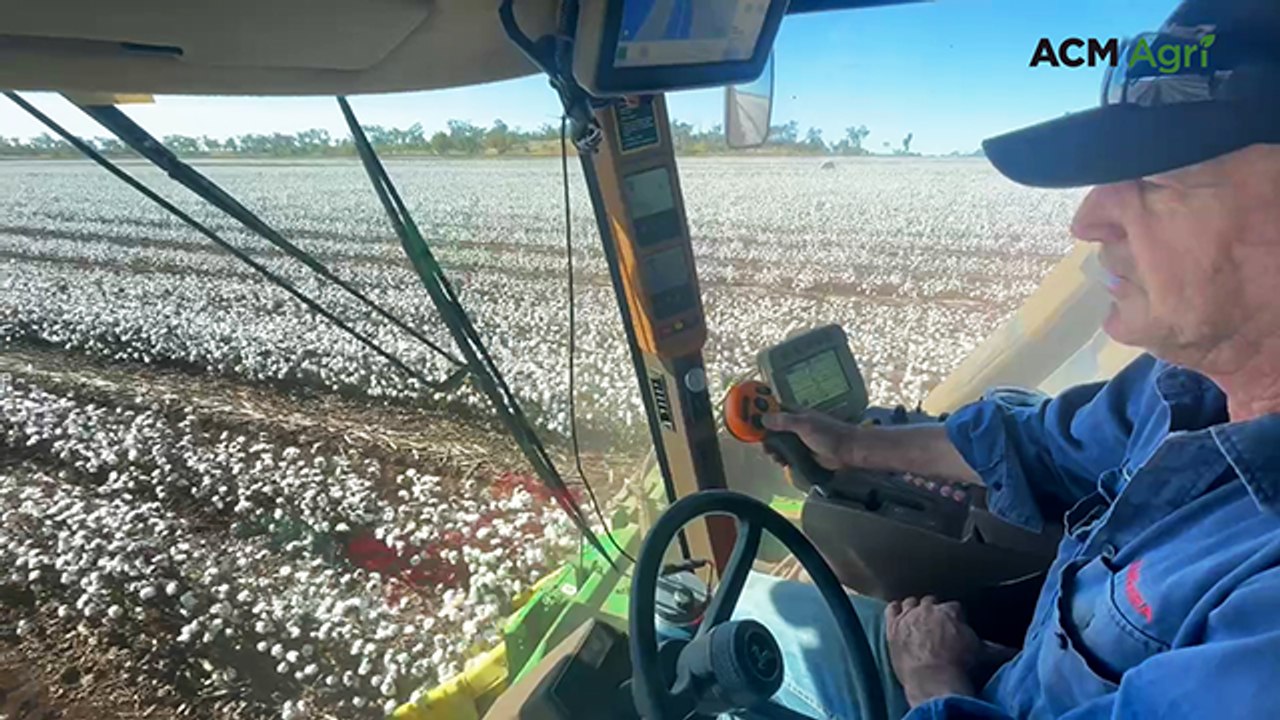 Timely rain results in one of Clermont's best dryland cotton crops in years