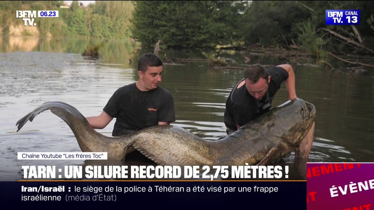 "C'est un truc de dingue": deux pêcheurs tarnais ont attrapé un silure de 2m75 d'environ 150kg, le plus long jamais pêché en France