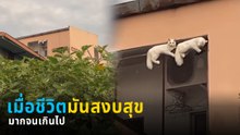 แมวเอ๋ยแมวเหมียว ! นอนเสี่ยงชีวิตริมตึก ชาวเน็ตลุ้นระทึก