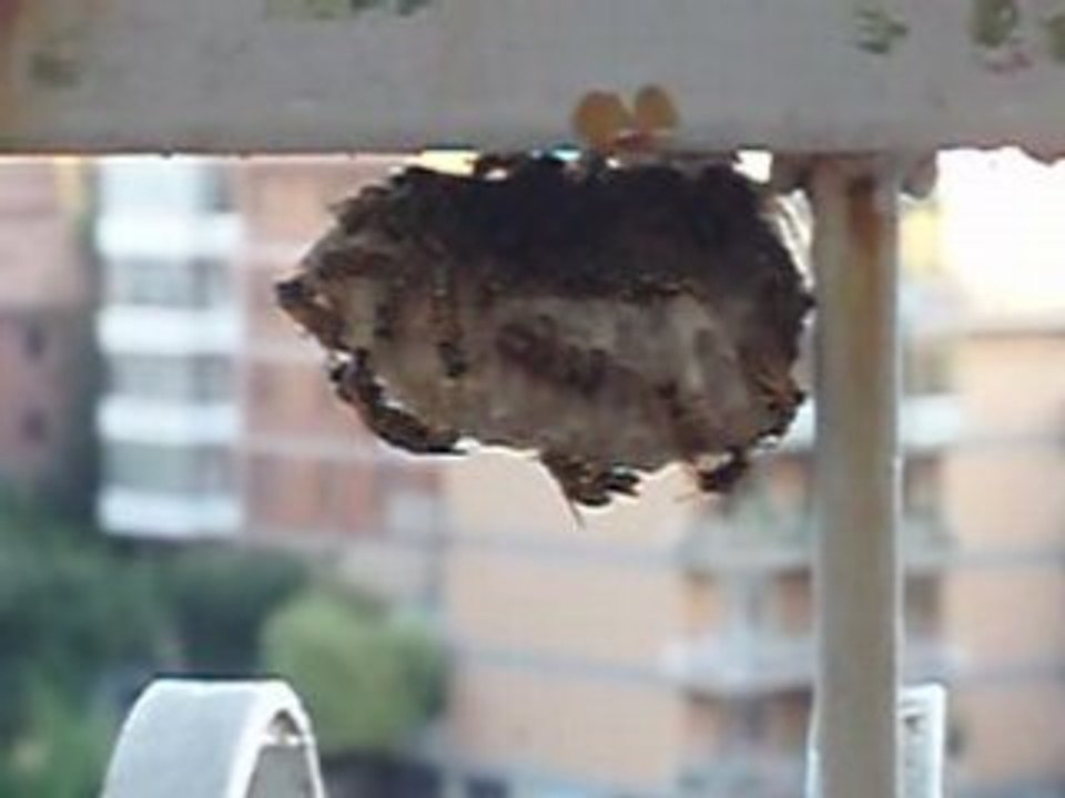 Paurosi astenersi zzzzz....buzz..zz.z