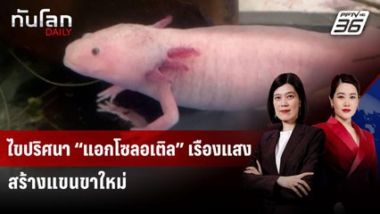 ไขปริศนา “แอกโซลอเติล” เรืองแสง สร้างแขนขาใหม่ | ทันโลก DAILY | 16 มิ.ย. 68