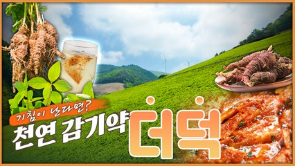산이 주는 보물, 우리 임산물 숲푸드 – 6편 더덕 / YTN