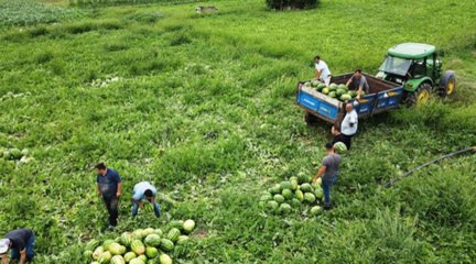 Adana karpuzunun kilogram fiyatı tarlada 7 liraya düştü