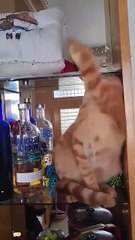 Funny Parrots vs Cats 😂 | Papagali vs Pisici – Cine-i șeful?