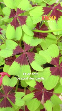 Géraldine cultive les trèfles à quatre feuilles et partage ses astuces pour repérer les vrais porte-bonheur. ✨🍀