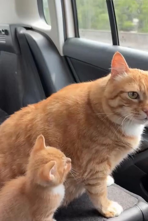 cute cats 😼❤️#cats #music #shots