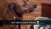 Funny Dogs on a Diet Reacting Hilariously! 😂 | Câini la Dietă cu Reacții Amuzante