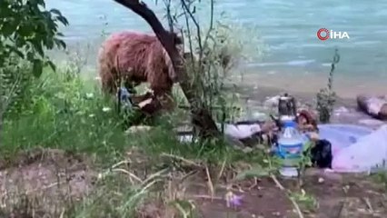 Anne ayı iki yavrusuyla birlikte görüntülendi